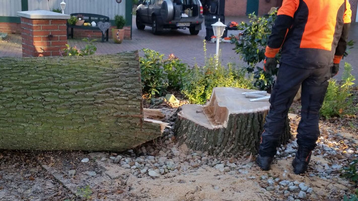 Baumstumpf und Stammstück nach der Fällung an der Hofeinfahrt, Mitarbeiter in Schnittschutzkleidung neben der Schnittstelle.