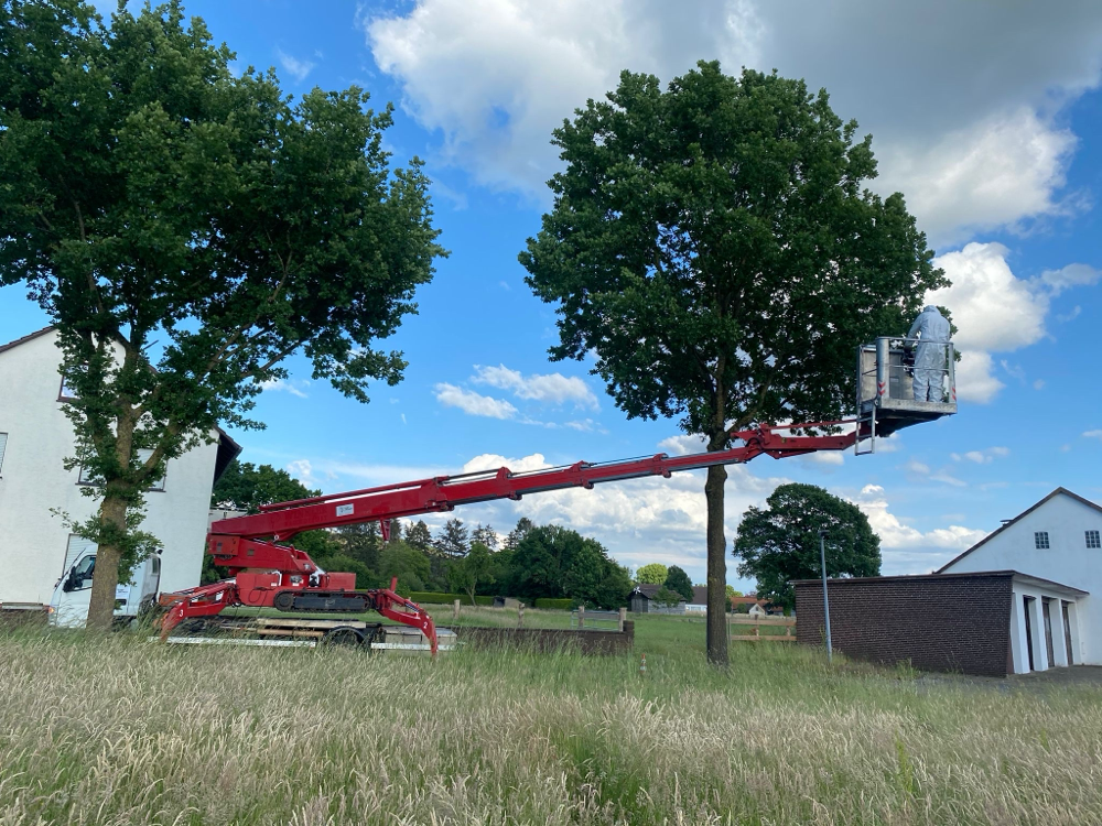 Raupen-Arbeitsbühne zwischen zwei Bäumen